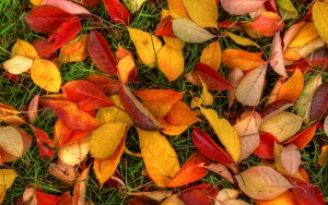 autumn_leaves-wide